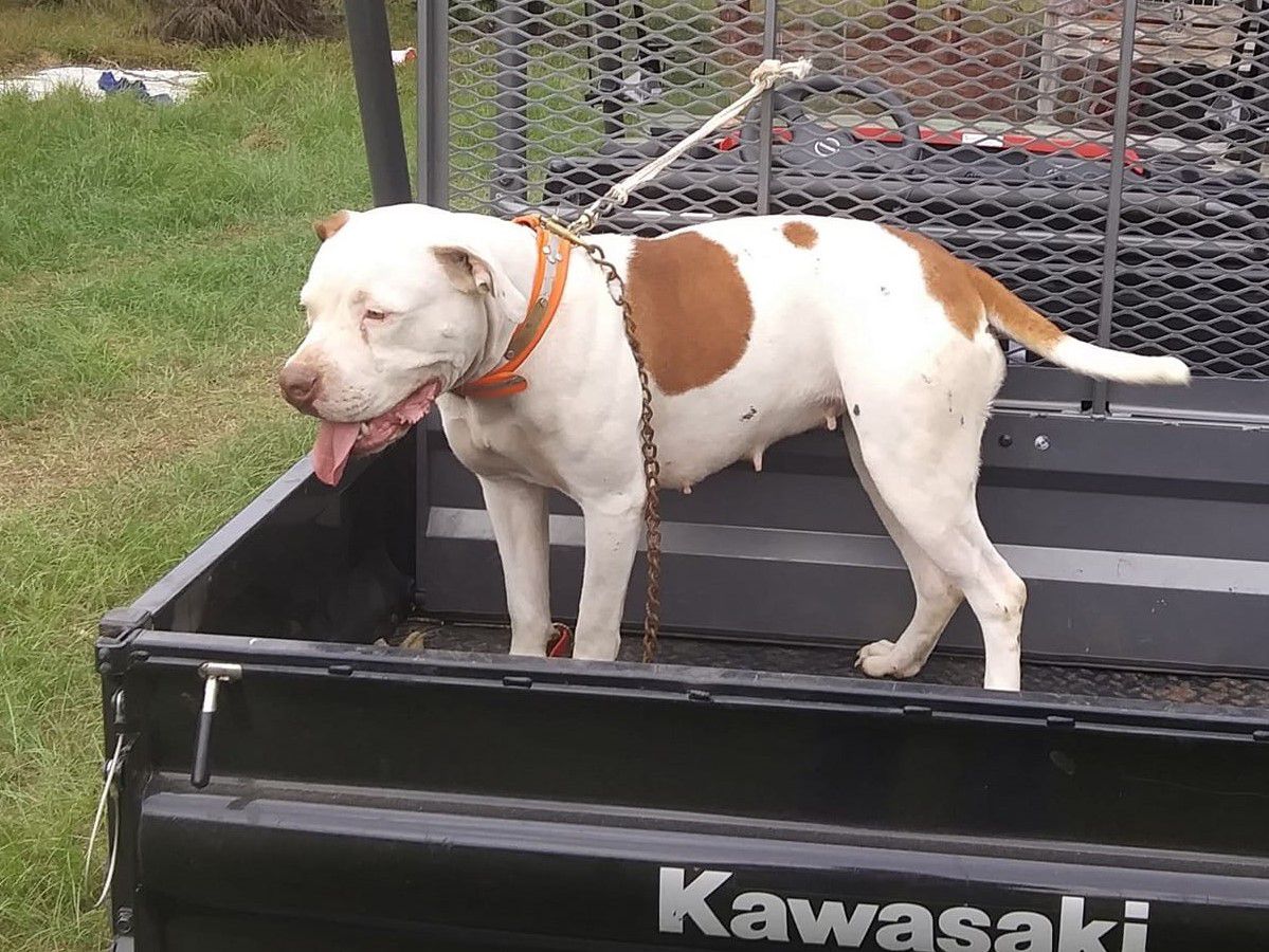 Jr CH Roper Purple Rain