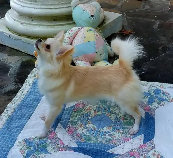 Grand Prix International Champion Faerie Garden's Calendar Girl