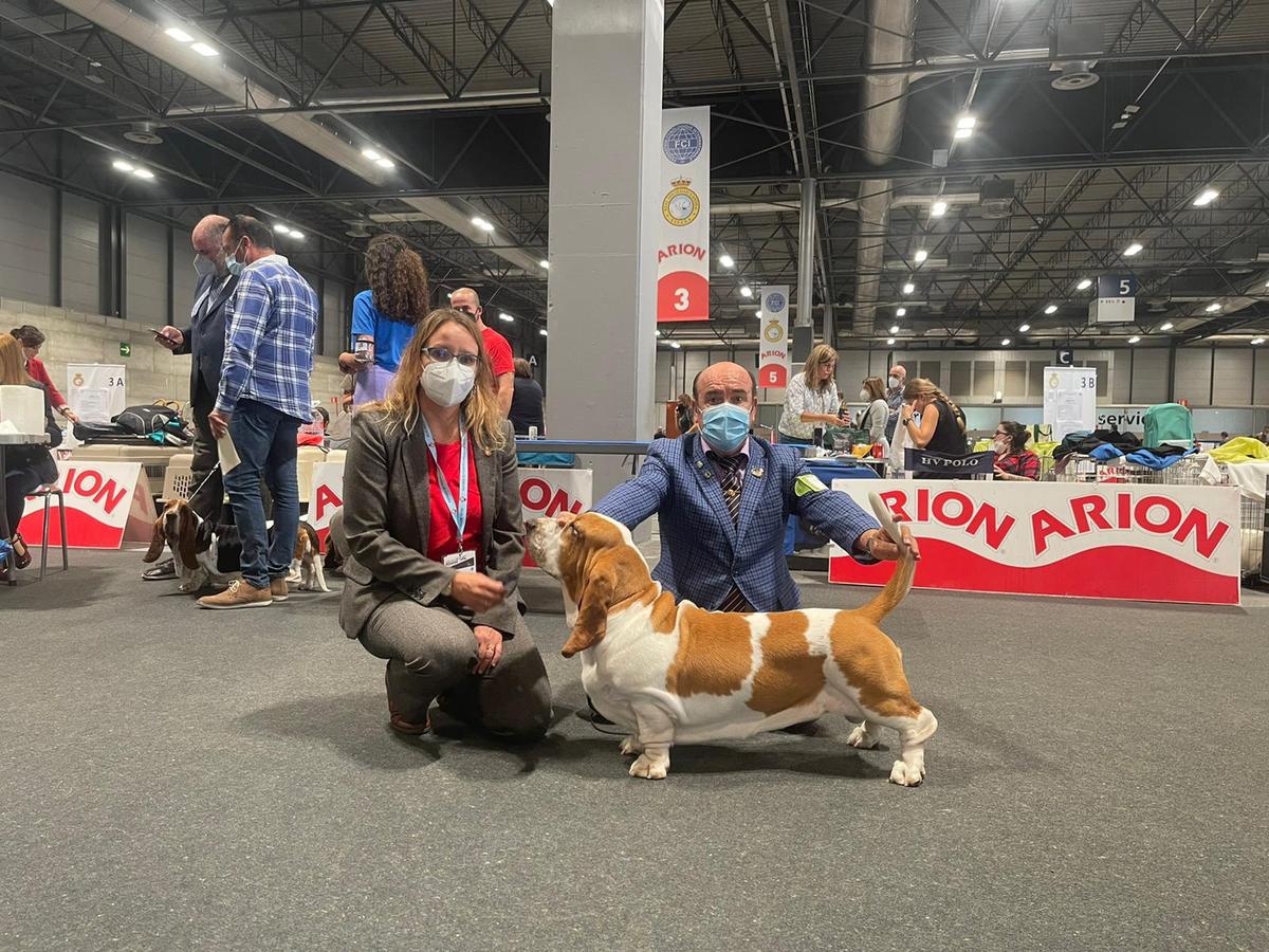 CHJ. ESPAÑA.CH. ESPAÑA.CH.PORTUGAL.CH.GIBRALTAR.CH.INT. De Tres Manzanas Dexter