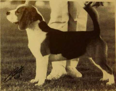 CH Balansheen P Nutbutter