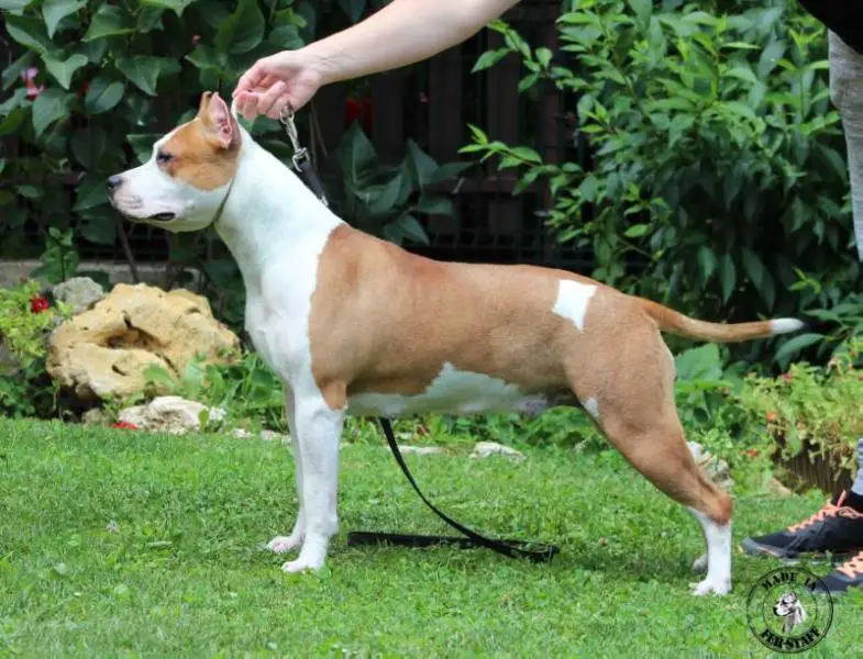 Million Dollar Baby Fer-staff