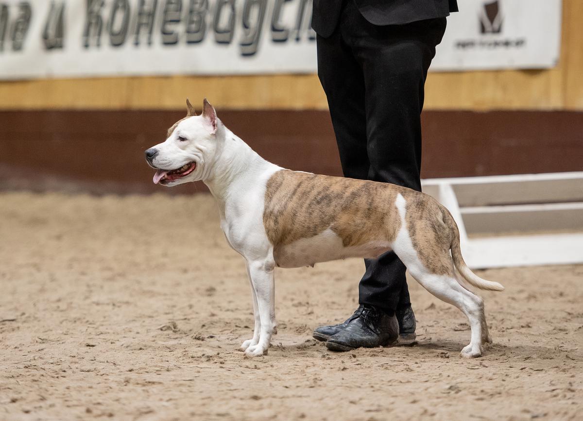 Amiable Soul Alvares Victory