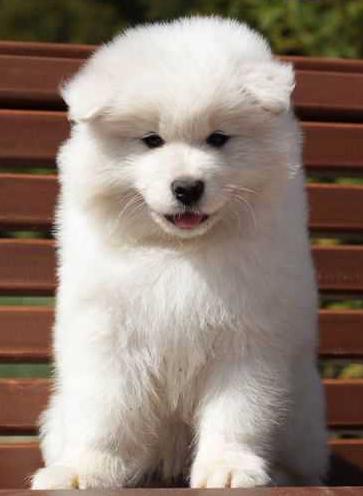 Radost Zhizni Ti Amo