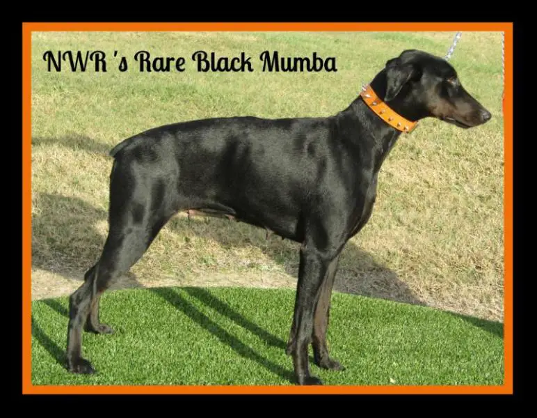 NWR's Rare black mumba