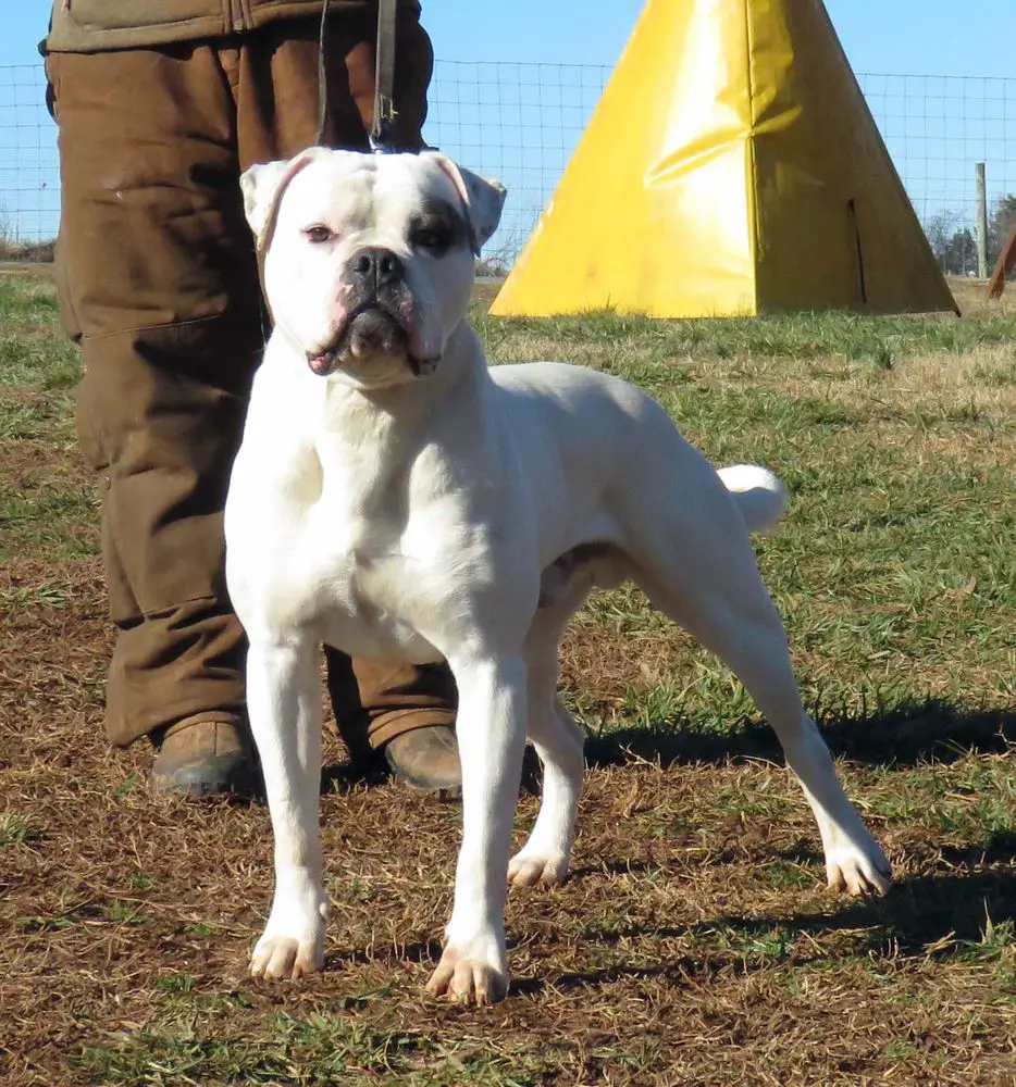 Supreme Gr Ch Gunslinger's Ride the Lightning