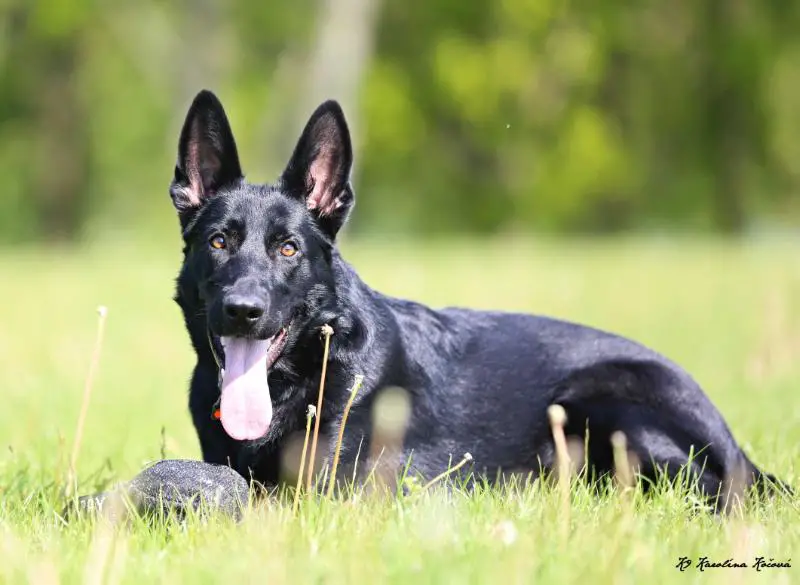 Nastěnka European K9 training base