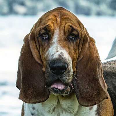 Brunello The Paradisehound