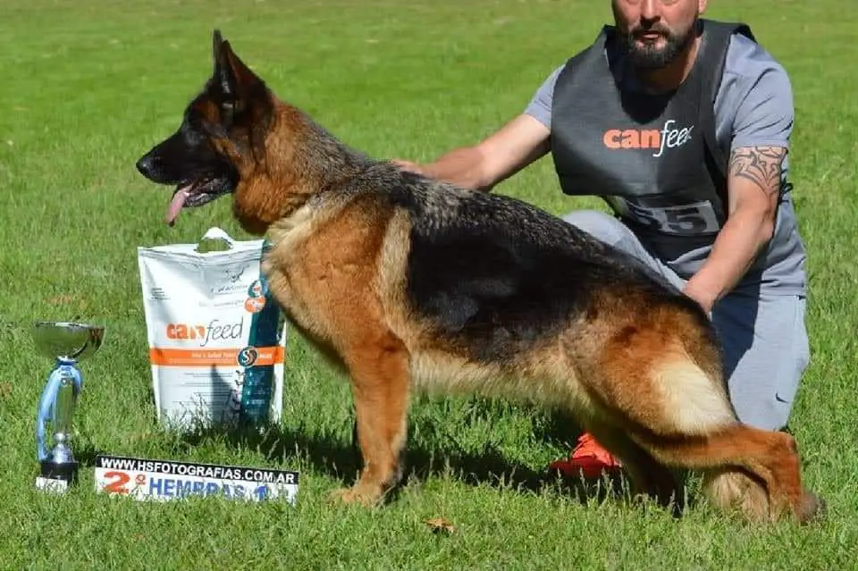 Vice Sieger Fanta von del Canne II
