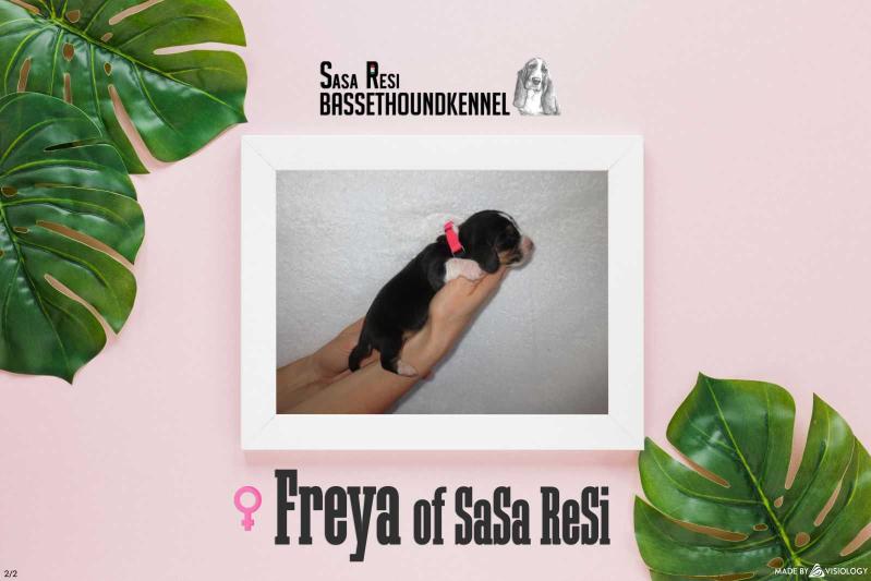 Freya of Sasa Resi