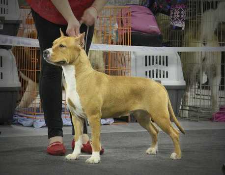 Tahmina iz Korolevstva Staff