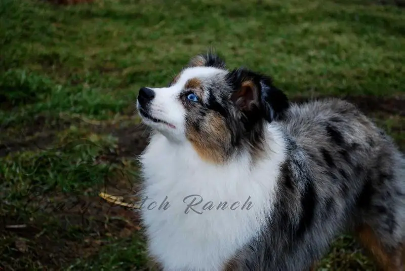 Fire & Ice's Riggin it Ari Style