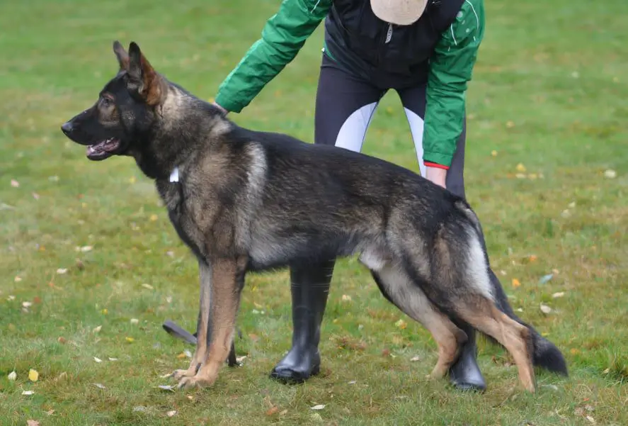 Qvintáno Ro-Kop Bohemia