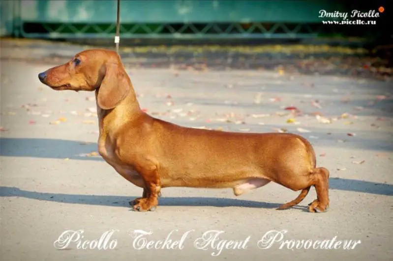 Piccolo Teckel Agent Provocateur Of Radclyffe