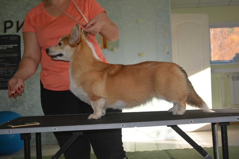 VIP Stail Marilyn Monroe