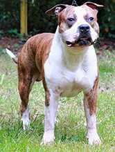 J CH PL I'AM THE LEADER Guardian Team FCI