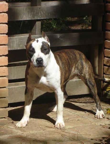 EXTREME OBSESSION COCA