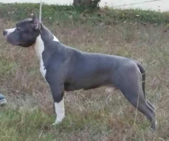 Akc Ch Cicero’s The Franchise