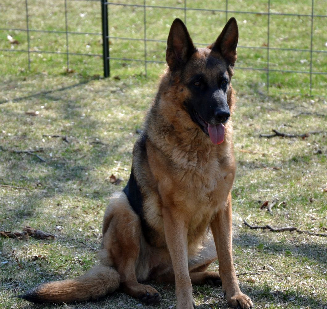 CH IC-CH Ruger Von Wolfhaus