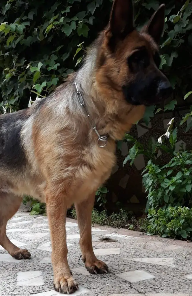 Ella Wilderhund