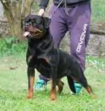 Malika of Royal Musketeers