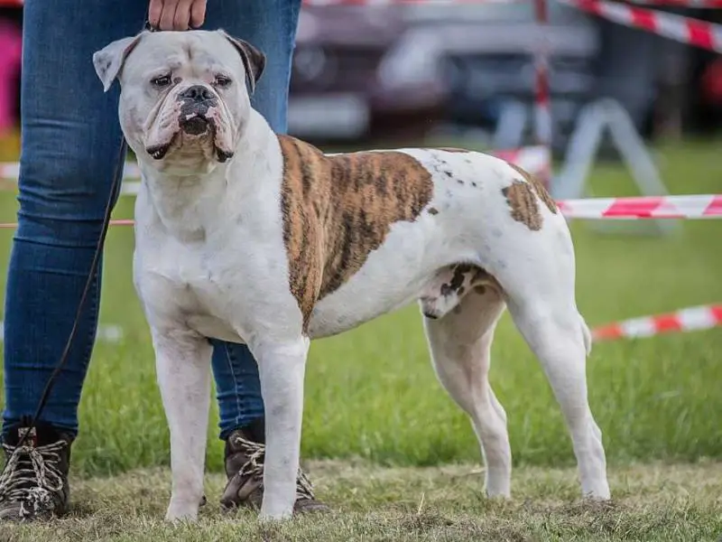 Chestnuts Little Wamblee aka Mr. Crumble