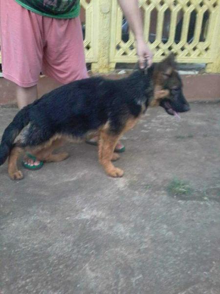 Chloe vom Sir Jm Tio USA