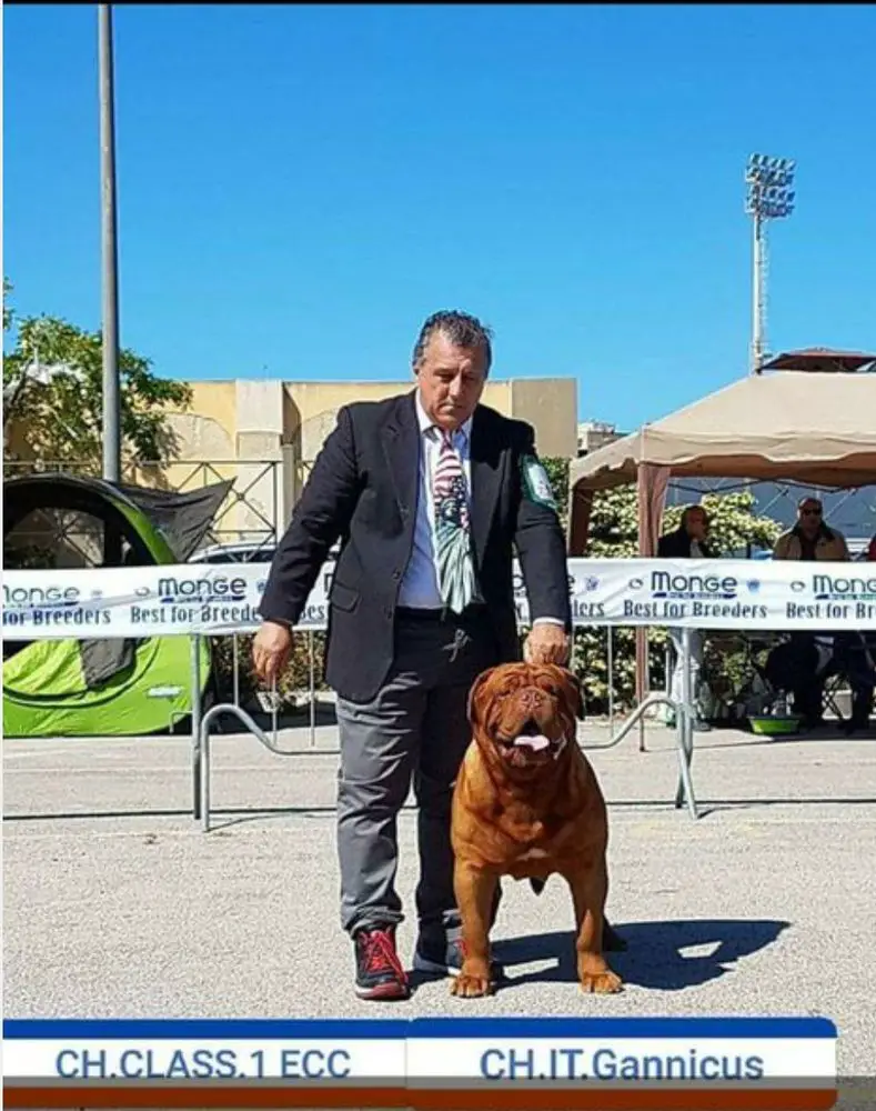 Campione italiano campione sociale campione Maltese Campione GANNICUS