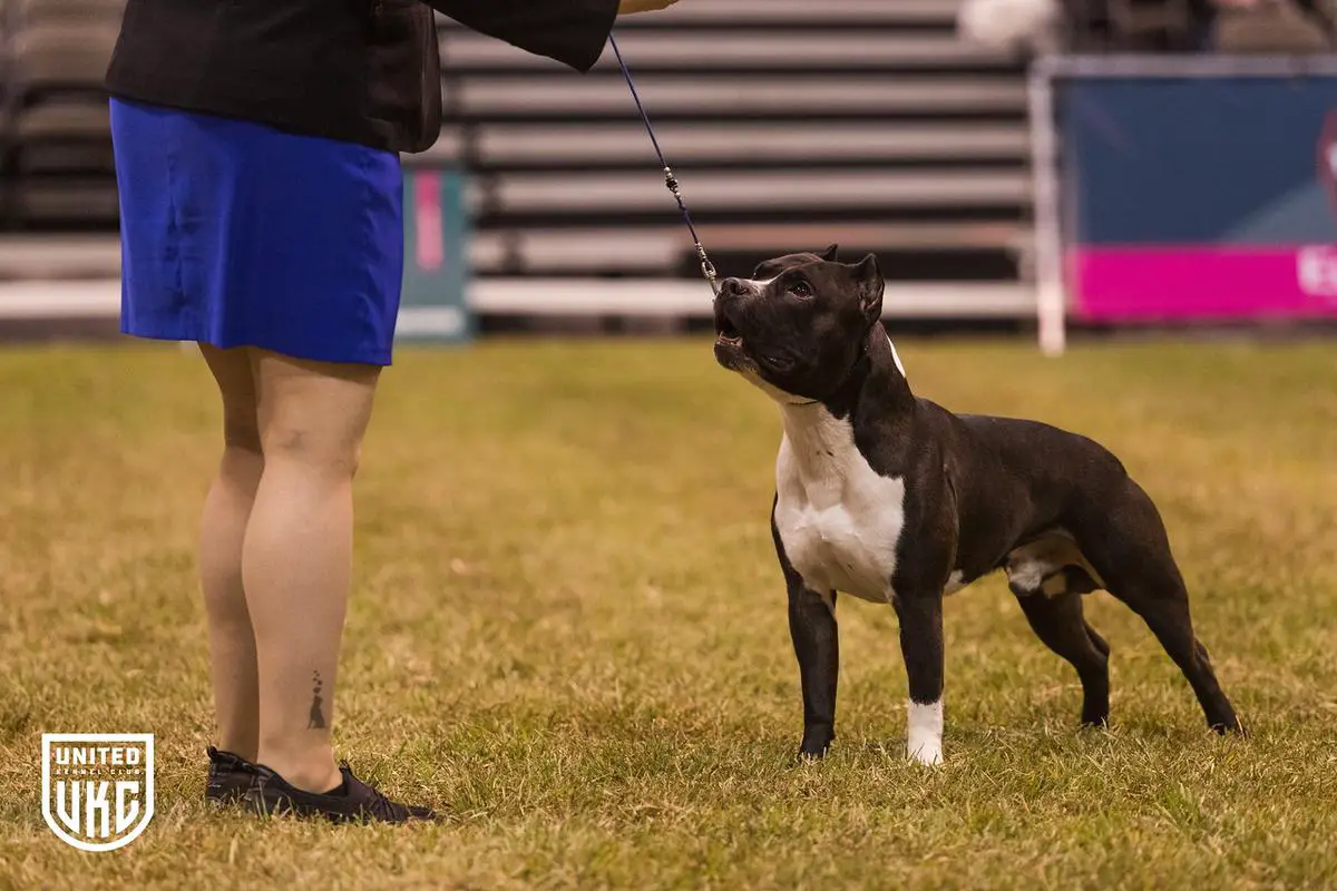 AKC CH/UKC EGRCH/USBR GRCH/IABCA International CH Horsepower's Run'n On High Octane