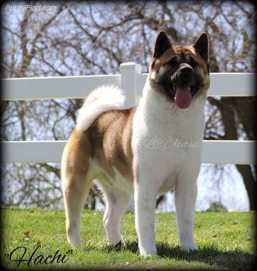 AKC CH TLC'S He Is Watching Over Me