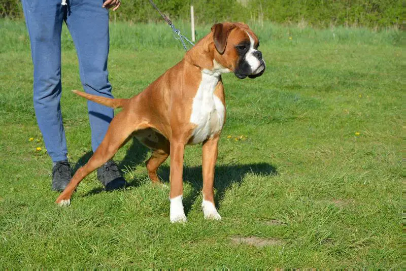 V3 ATIBOX 2021, CEBS VW. DAISY PRINZESSIN Deutsch Algar