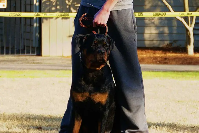 multi V rated Emma Vom Blaurasen