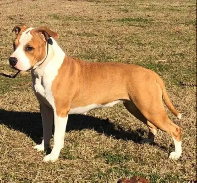 AKC CH - Int. CH - Gr.CH -  Multi CH  - Multi JCH Wildamstaff Agatha Christie