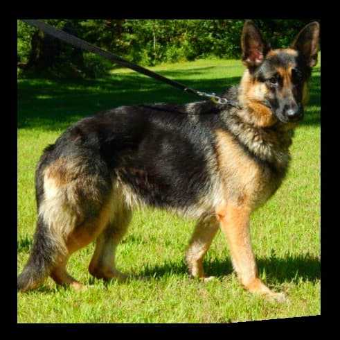 Bmeer-Koldren's Indian Sunset V Zytut