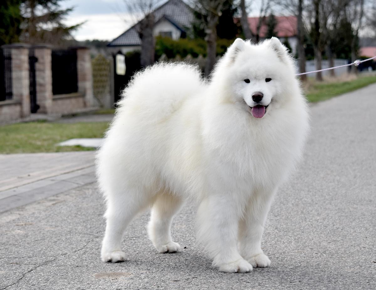 Champion of Poland, Champion of Romania ORFEUSS Sesto Senso