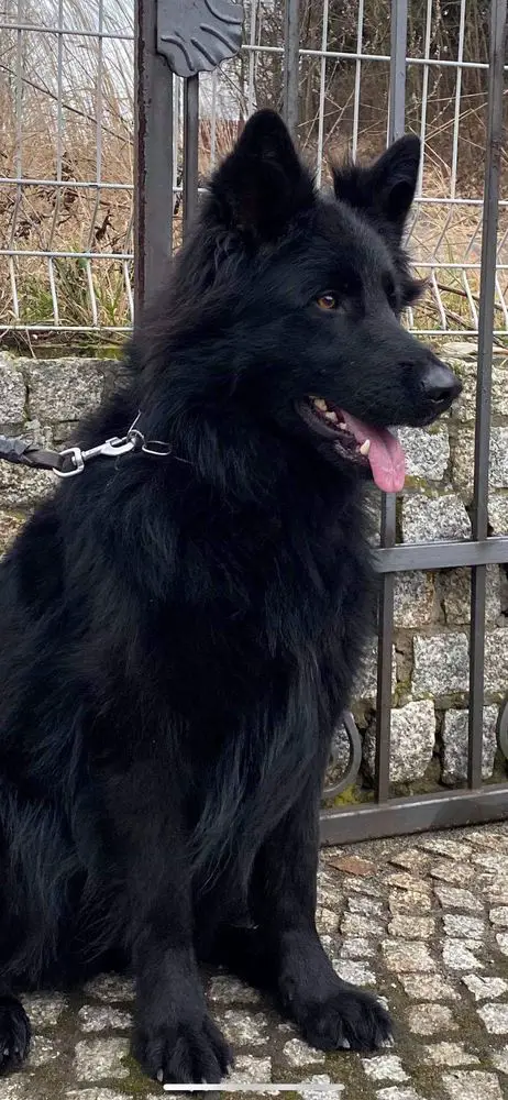 Loki vom Campus