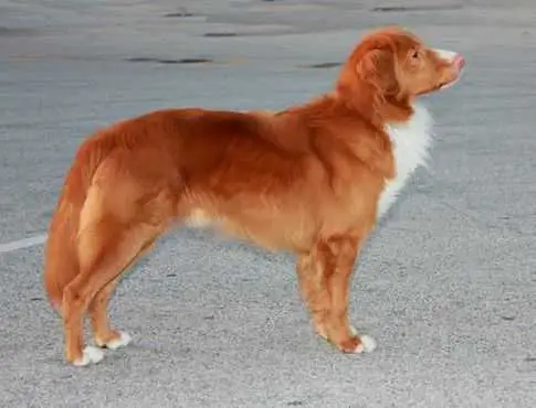GCH CH C.I.E Honeyrun's Lord Of The Dance