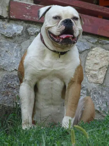 Facebull Hispan of Energy Bulls