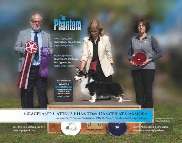 CH Graceland Cattal's Phantom Dancer at Caamora