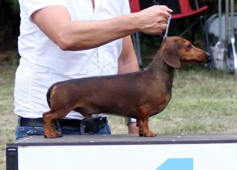 Cyberdachs mini Ready Or Not