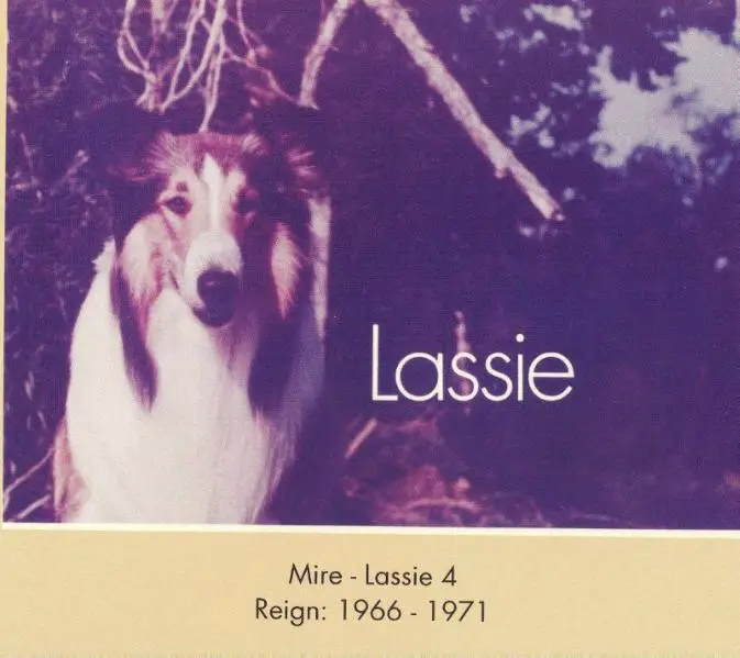 Lassie IV (Mire)