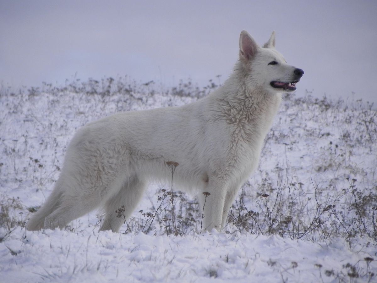 JANA u Żródła (Canta Lupa (FCI) Kennel)