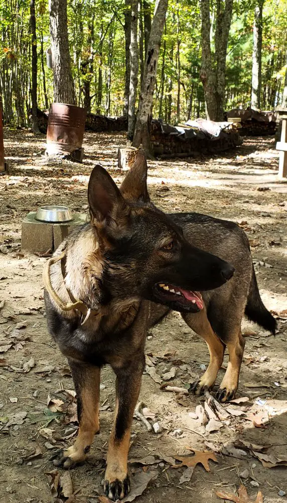 Bailey Von Bucht-Nebenfluss