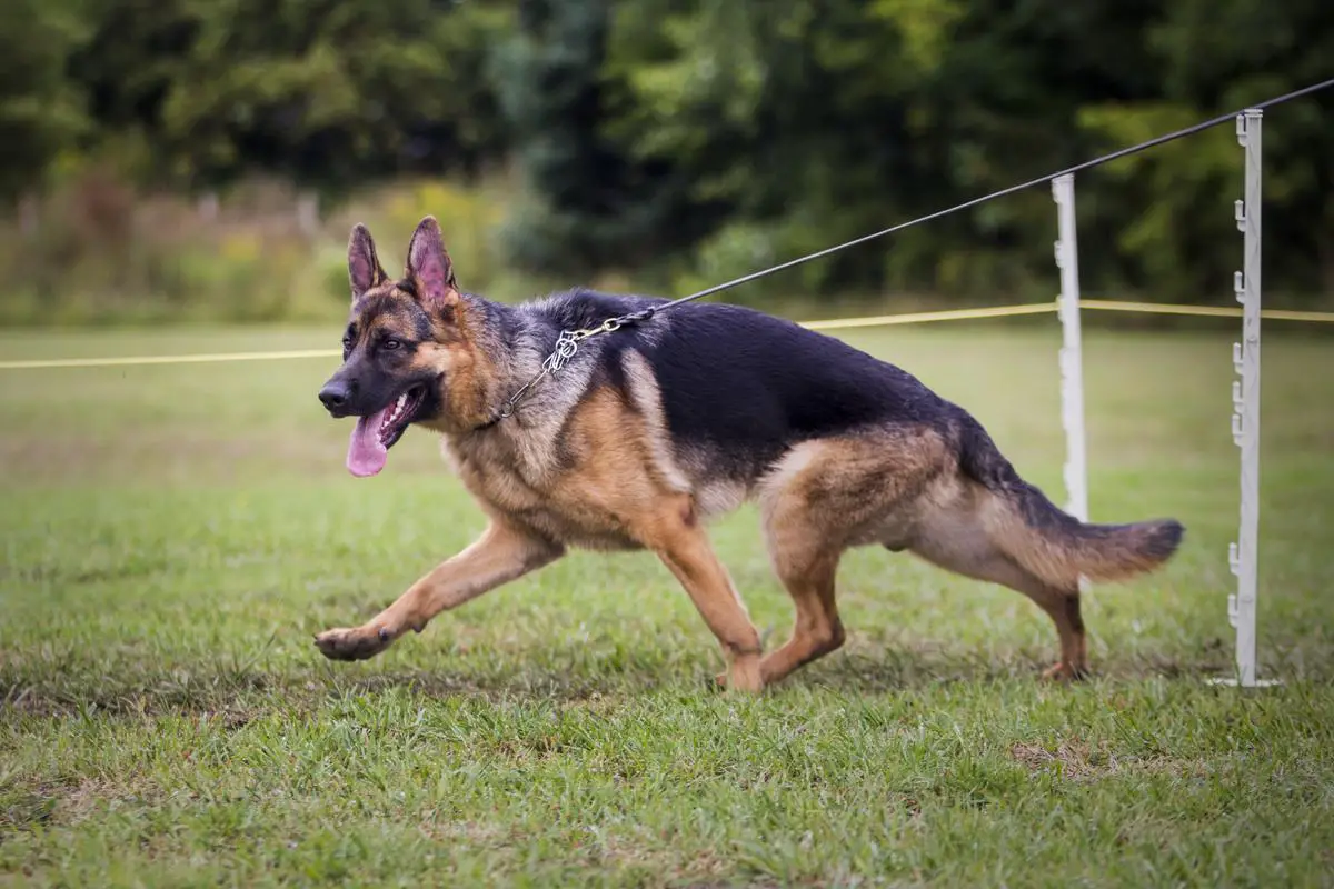 VP1 Ferrari vom Xmas