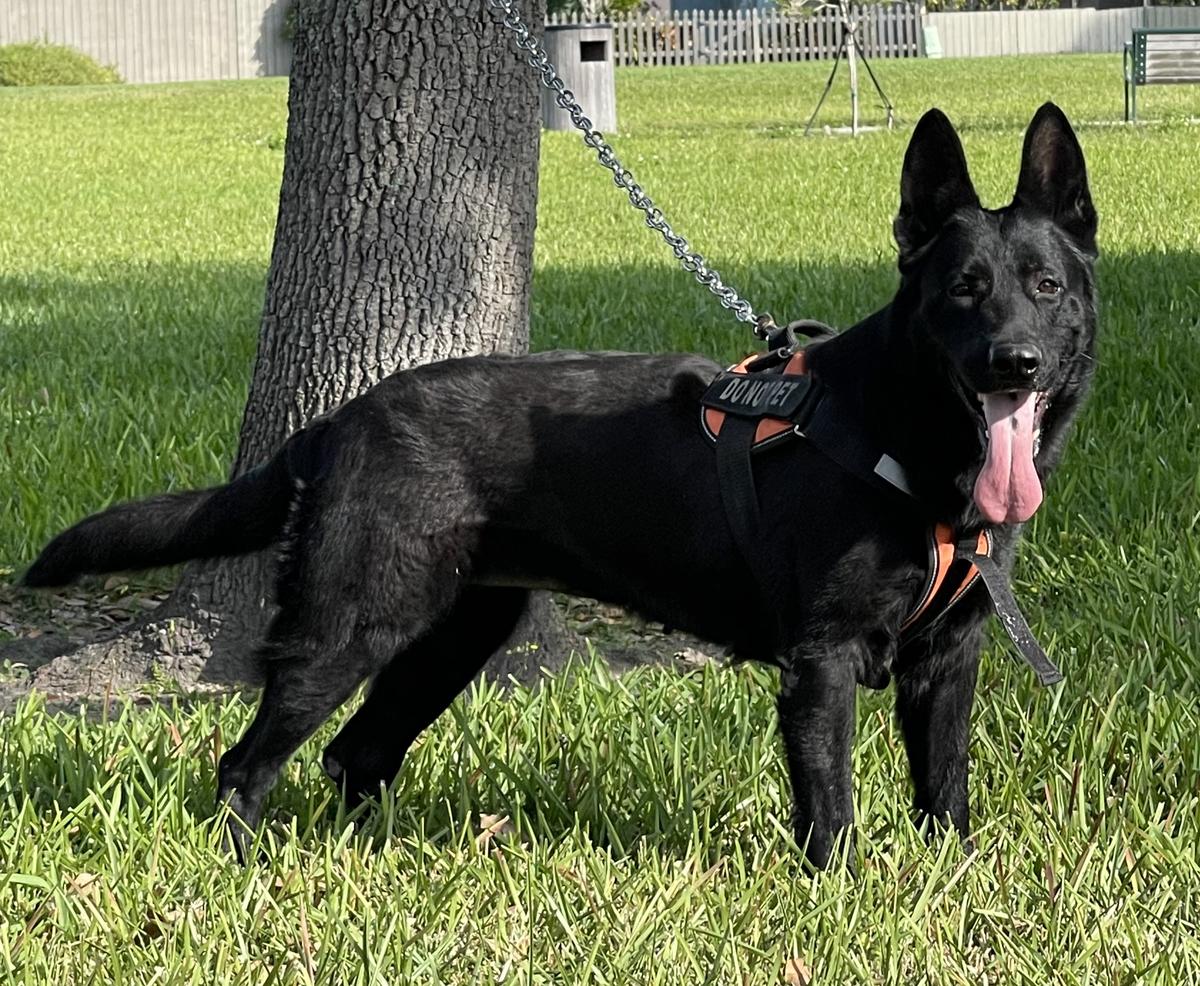 Ebony von Harter Hund