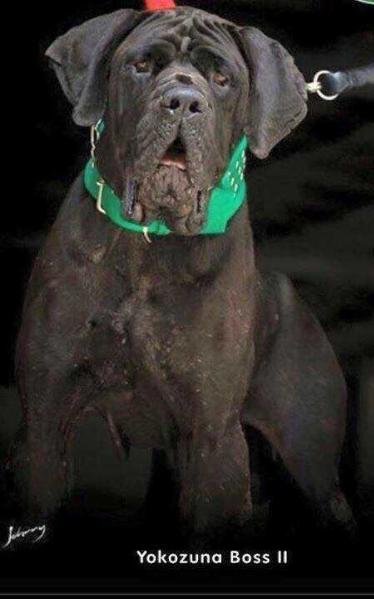 Tenboshi Yume Sw Yokozuna