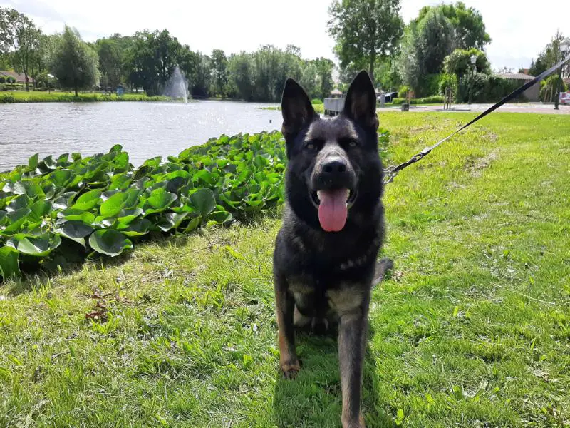 Ringo-Max z Jirkova Dvora