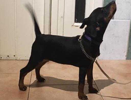 Pocahontas des Pinchoux Nain