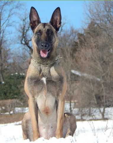 Hilda spod Štrbského štítu