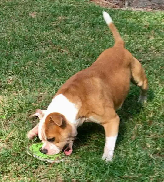 RenScot’s Granddaddy Purps