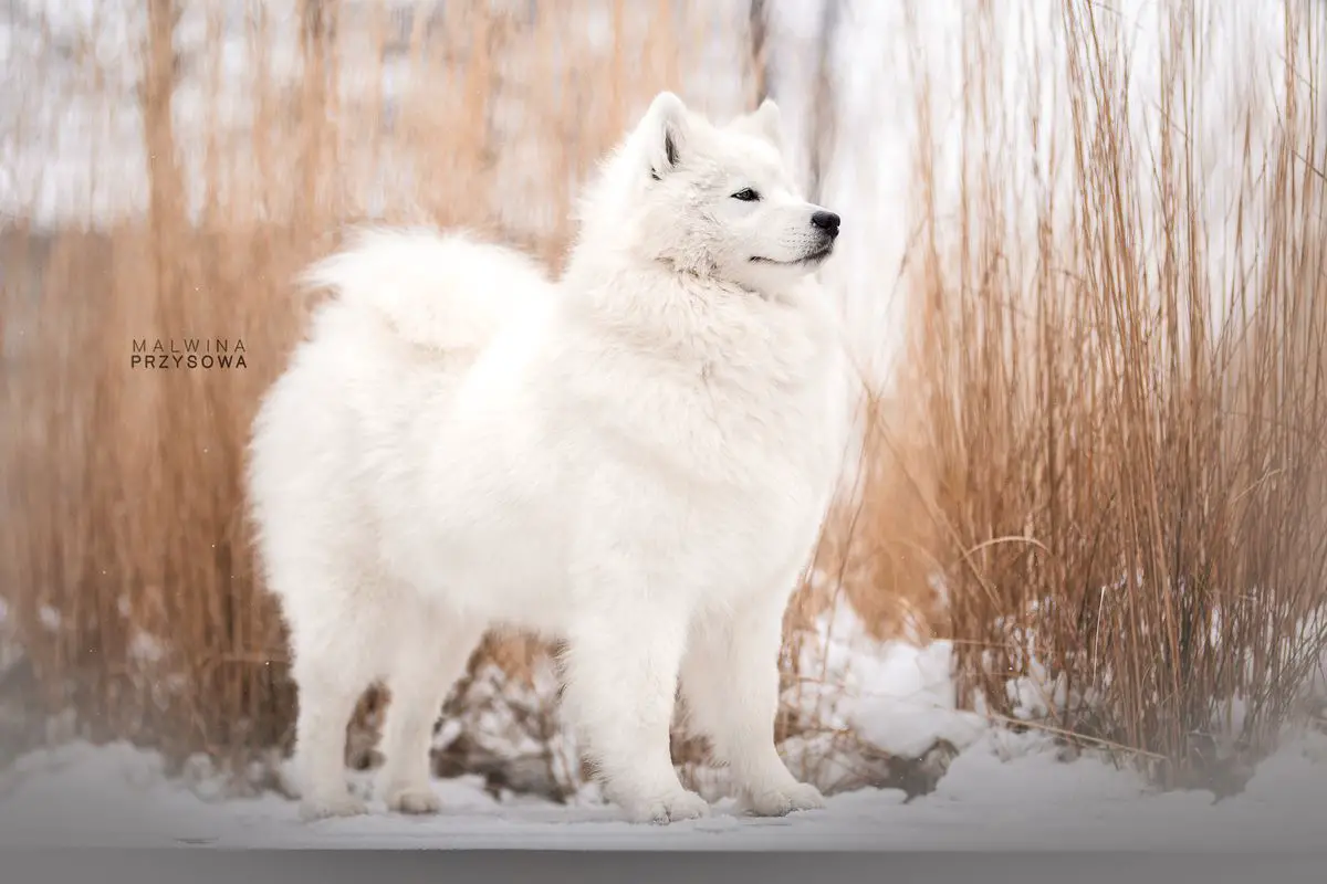 MKD CH, MKD GRCH, MD CH, MD GRCH, CH of Basarabia, MD Winner Melody Samssie AMAZING CANDY